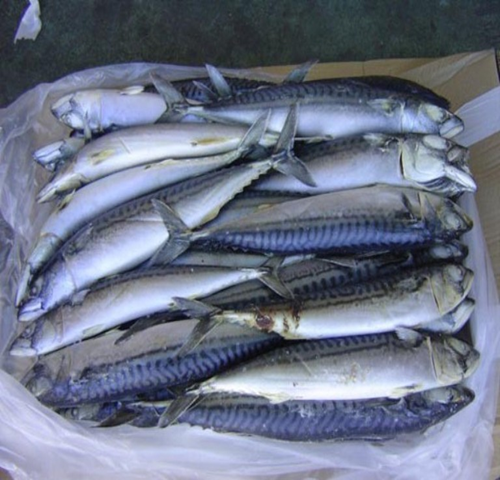 Bestseller #1 Buy Frozen Mackerel Fish online